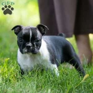Krystal, Boston Terrier Puppy